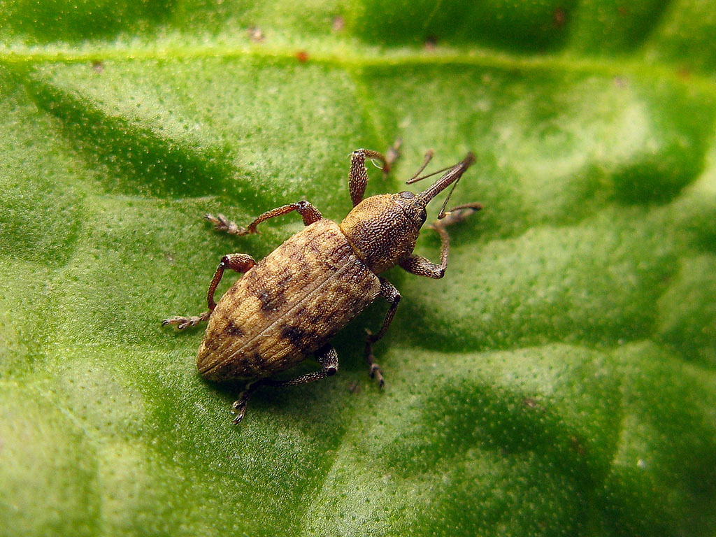 Curculionidae: Dorytomus ?? - No, Erirhinidae: Thryogenes festucae